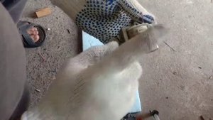 Телевизор сапфир 401.1 что в нем интересного золото серебро плптина