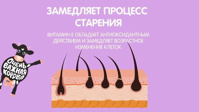 Чем полезна сметана?