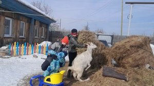 Разбираем тюк сена. Сено в этот раз отличное!