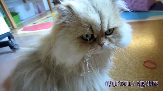 13 12 20 Persian kitty, Sahara смотреть онлайн