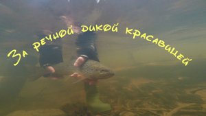 За речной дикой красавицей 26.12.2017
