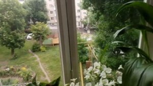 Калла Эфиопская и Ремани в горшке на балконе. Цветение.