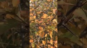 Боярышник кроваво красный