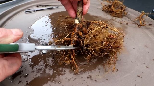 My Wisteria Bonsai, The Bonsai Zone, March 2023 смотреть онлайн