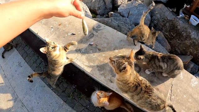 Passing Through Hundreds Of Cats With A Bag Full Of Fish In Hand.