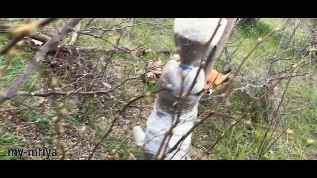 Ляська. Лиса ворующая сало с деревьев. Home Video.