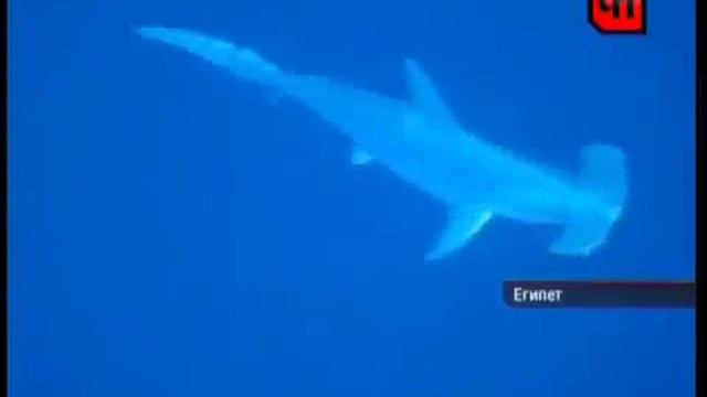 Самая нелепая смерть акулыNot Vine смотреть онлайн