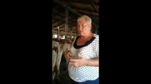 Рацион кормления коров. Толстые коровы из-за неправильного кормления.