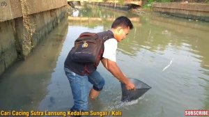 Demi PIRANHA - Masuk Sungai Cari Cacing Sutra