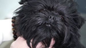 Самые маленькие собаки в мире!