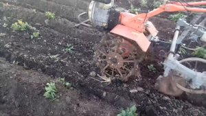 Окучивание картофеля после дождя мотоблоком/Самодельные окучники