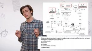 Разбор ЗЭ по биологии - задания по физиологии растений