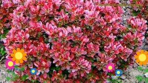 Барбарис тунберга Багатель. Краткий обзор, описание характеристик, где купить саженцы