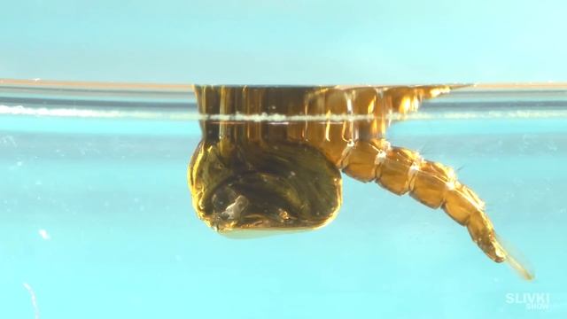 МЫ НАШЛИ ЭТО В ЛЕСУ! ЧТО ИЗ НЕГО ВЫЛУПИЛОСЬ?! смотреть онлайн