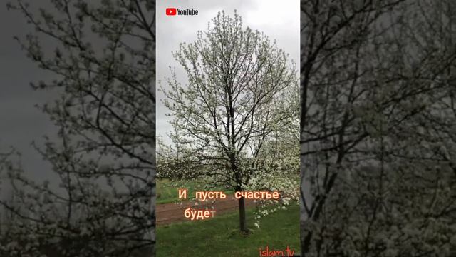 ? Джума Мубарак дорогие братья и сёстры? смотреть онлайн