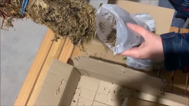 Саженцы клубники АгроМаркет видео отзыв