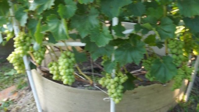 Выращивание винограда сорта Лора в Тюмени смотреть онлайн