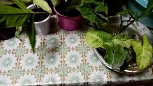 Комнатные растения. Мои сингониумы.