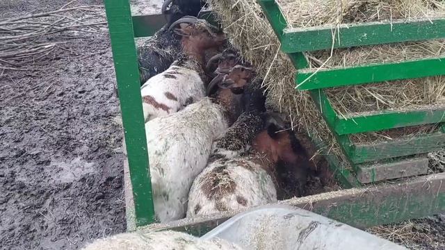 ? ЦЕНА кормушки ДЛЯ КОЗ и ее НЕДОСТАТОК ?. Камерунские козы в деревне.