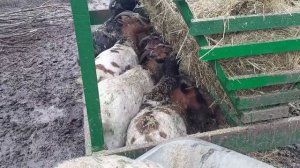 ? ЦЕНА кормушки ДЛЯ КОЗ и ее НЕДОСТАТОК ?. Камерунские козы в деревне.