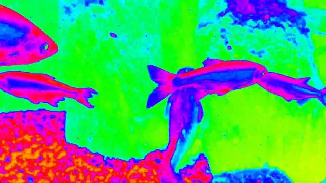 подводные съёмки карпы речные рыбы особи крупных размеров Aquarium mit Fische смотреть онлайн