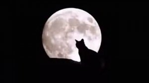 Лунный кот