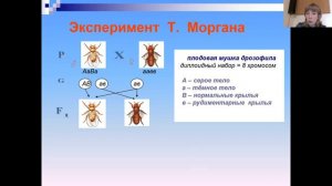 хромосомная теория наследственности