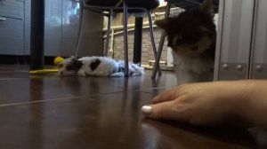 продаются мальчики Биро Йоркширский терьер