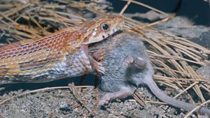 Что такое пищевая цепочка?