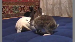 Карликовые кролики (рекс)