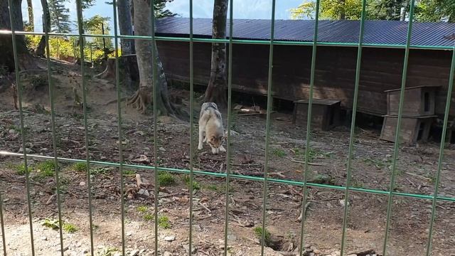 Сочи, Красная поляна, Роза Хутор, Лето, Канатная дорога "Газпром-Альпика".
