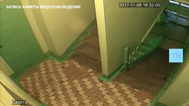 В Челнах три девочки скинули кошку с 14-го этажа волонтеры пишут заявление в полицию