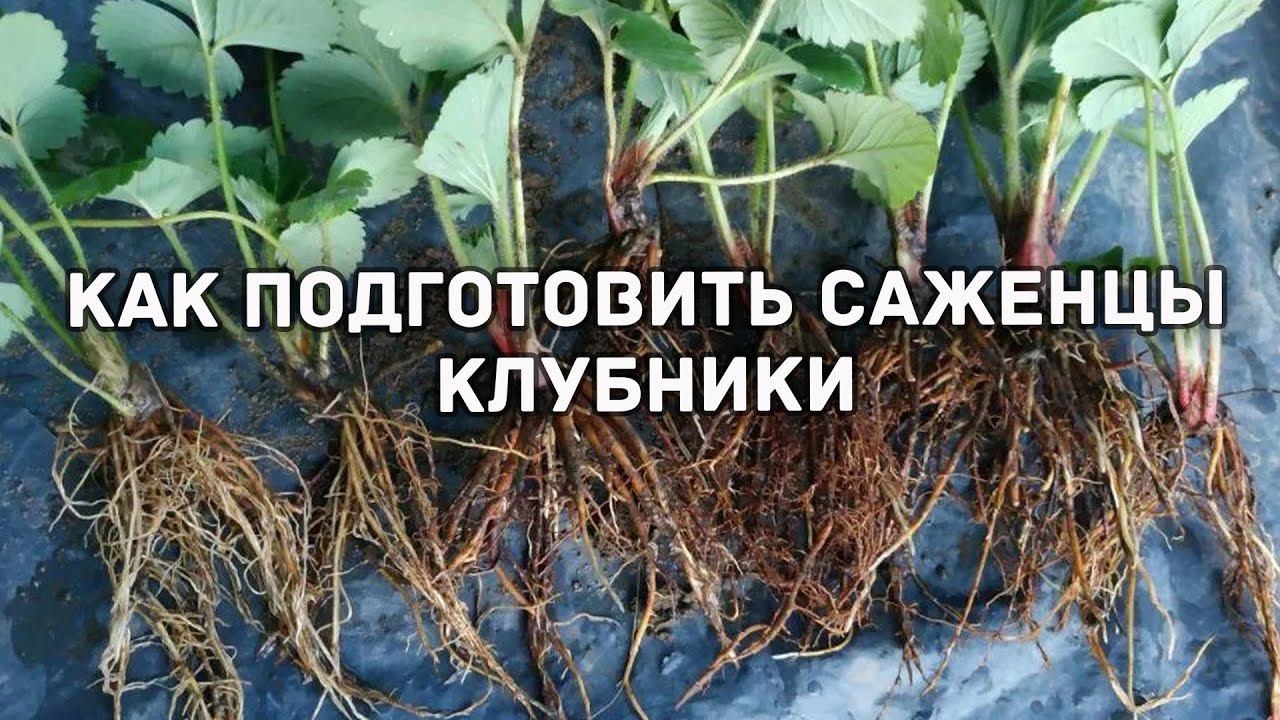 Как подготовить саженцы земляники к посадке