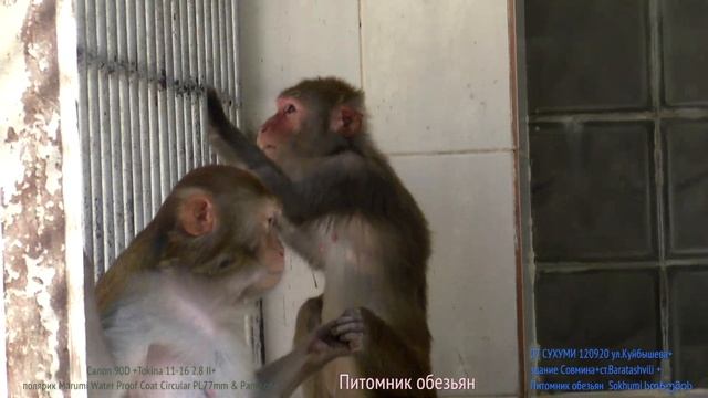 07 обезьян 04 СУХУМИ 120920 ул Куйбышева+здание Совмина+ст Baratashvili+Питомник обезьян Sokhumi ს смотреть онлайн