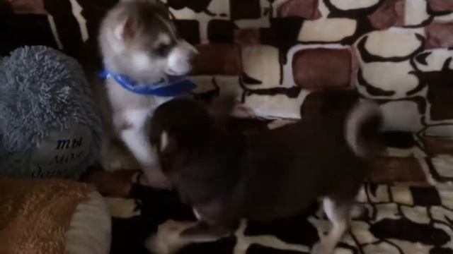 Щенок хаски и чихуа смотреть онлайн