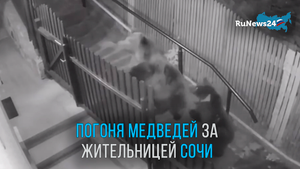 В частном секторе в Сочи женщина едва не угодила в лапы диким медведям