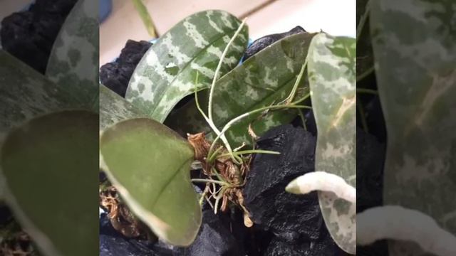 Phalaenopsis Schilleriana Orchids смотреть онлайн