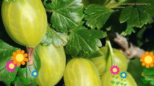 Крыжовник обыкновенный Инвикта. Краткий обзор, описание характеристик ribes uva-crispa Invicta