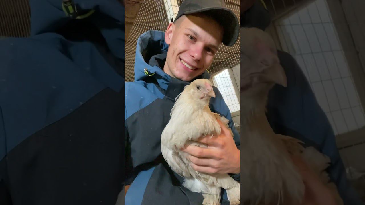 Птичий двор на ферме Как думаете сколько весит петушок ? смотреть онлайн