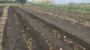 Копаю картофель МИНИТРАКТОРОМ урожай 2023!!! Homemade mini tractor