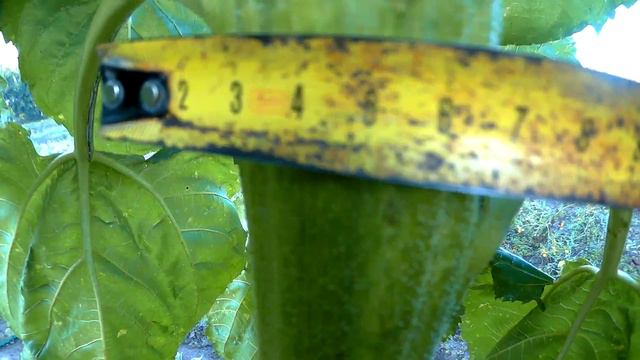 подсолнух великан 3,3м смотреть онлайн