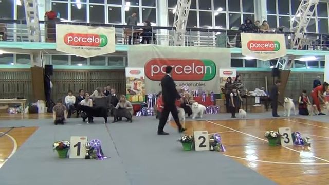 АTLANTERRA AFRODITA (Дита) Лучший беби!!! 02.02.2014г. смотреть онлайн