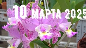 Грабли веерные Для любителей канала Грабли Live  10.03.2025