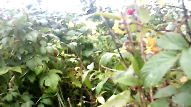 МАЛЕНЬКАЯ ФЕРМА. СОБИРАЮ ЛЕСНУЮ МАЛИНУ смотреть онлайн