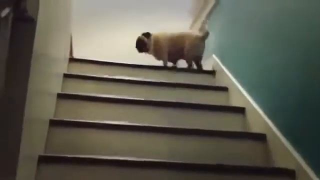 Мопс поднимается по лестнице Прикол смотреть онлайн