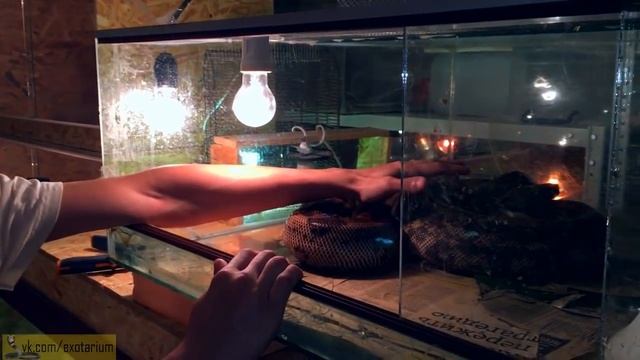 Беременность у змей и первое в стране разведение сабогского удава смотреть онлайн