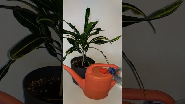 Удобрение растений. Рыхление почвы