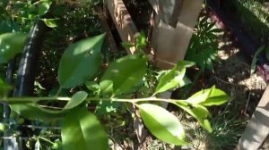 Абиссинская Скважина. Плывун Песок Галька. Напор 2800 литров в час нескончаемой воды.