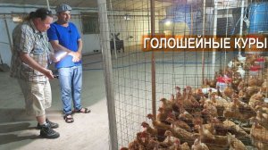 Голошейные куры. Фермерское хозяйство Магомедова Заура