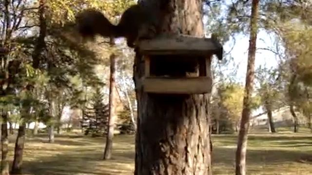 Мальчик кормит белку смотреть онлайн